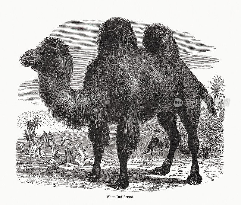 野生双峰驼(Camelus ferus)，木刻，1862年出版